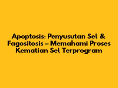 Apoptosis: Penyusutan Sel & Fagositosis – Memahami Proses Kematian Sel Terprogram