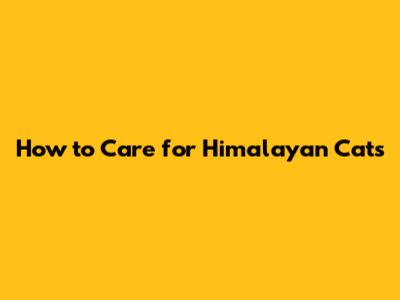 How to Care for Himalayan Cats