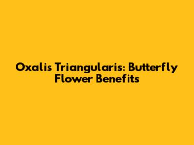 Oxalis Triangularis: Butterfly Flower Benefits