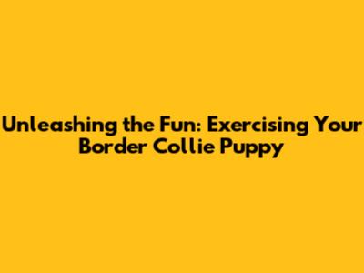 Unleashing the Fun: Exercising Your Border Collie Puppy